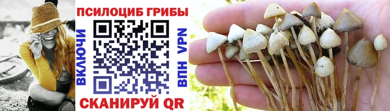 где найти наркотики  Курлово  Галлюциногенные грибы Psilocybine cubensis 